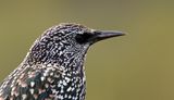 Starling