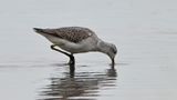Marsh Sandpiper
