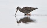 Spotted Redshank