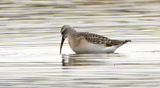 Curlew Sandpiper