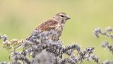 Linnet