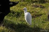 Hron garde-boeuf (Cattle Egret)