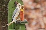 Pic  ventre roux (Red-bellied Woodpecker)