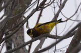 Gros-bec errant (Evening Grosbeak)