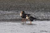 Oie rieuse (Greater White-fronted Goose)