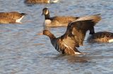 Oie rieuse (Greater White-fronted Goose)