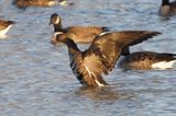 Oie rieuse (Greater White-fronted Goose)