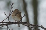 Bruant vesperal (Vesper Sparrow)