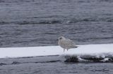 Goland arctique (Iceland Gull)