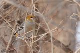 Durbec des sapins (Pine Grosbeak)