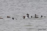 Fulligule  dos blanc (Canvasback)