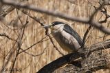 Bihoreau gris (Black-crowned Night-Heron)