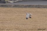 Busard des marais (American Harrier)