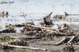 Combattant vari (Ruff)