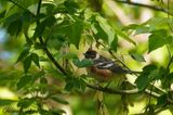 Paruline  poitrine baie (Bay-breasted Warbler)