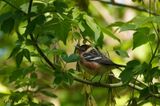 Paruline  poitrine baie (Bay-breasted Warbler)