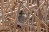 Bruant des marais (Swamp Sparrow)