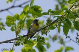 Paruline  collier (Northern Parula)