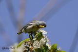 Paruline  collier (Northern Parula)
