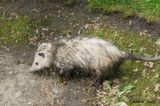 Opossum