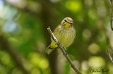 Paruline  couronne rousse (Palm Warbler)