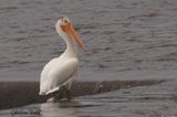 Plican blanc dAmrique (American White Pelican)