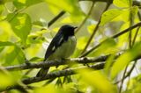 Paruline bleu (Black-throated Blue Warbler)