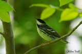 Paruline raye (Blackpoll Warbler)
