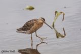 Bcassin roux (Short-billed Dowitcher)