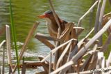Petit Blongios (Least Bittern)