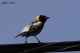Goglu des prs (Bobolink)