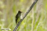 Moucherolle des saules (Willow Flycatcher)