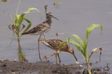 Bcassin roux (Short-billed Dowitcher) Petit Chevalier (Lesser Yellowleg)