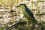 Bihoreau gris (Black-crowned Night-Heron)