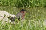Hron vert (Green-backed Heron)
