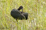 Ibis falcinelle (Glossy Ibis)