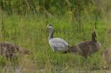 Oie a tte barre (Bar-headed Goose)