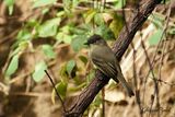 Moucherolle phbi (Eastern Phoebe)