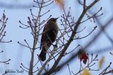 Quiscale rouilleux (Rusty Blackbird)