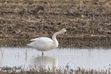 Cygne siffleur (Whistling Swan)