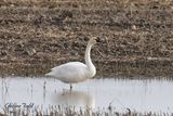 Cygne siffleur (Whistling Swan)
