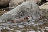 Arlequin plongeur (Harlequin Duck)