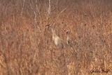 Grue du canada (Sandhill Crane)
