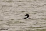 Plongeon huard (Common Loon)