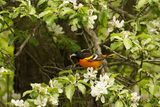 Oriole de Baltimore (Baltimore Oriole) 
