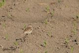 Bruant vesperal (Vesper Sparrow)