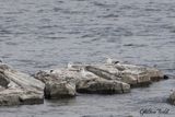 Mouette rieuse (Black-headed Gull)