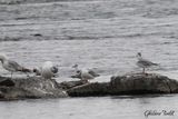 Mouette pygme (Little Gull)