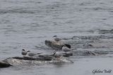 Sterne arctique (Artic Tern)