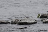 Sterne arctique (Artic Tern)